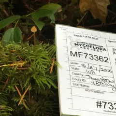 tangerine bonnet thumbnail 4