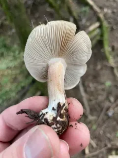 Inocybe praecox thumbnail 2