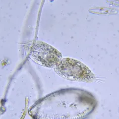 Tachysoma pellionellum thumbnail 1
