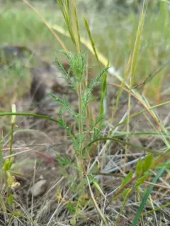 downy pincushionplant thumbnail 3