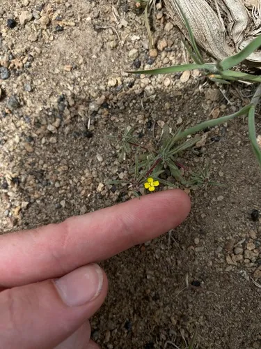 little wiry suncups