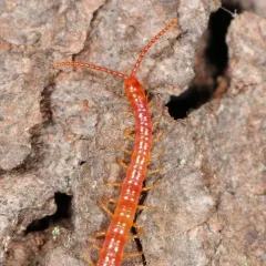 Strigamia bothriopus thumbnail 4