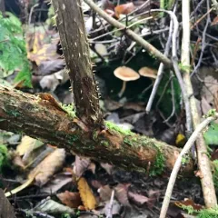 False Chanterelle thumbnail 1