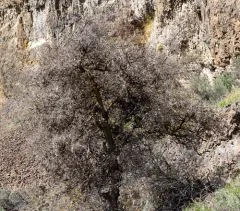 netleaf hackberry thumbnail 3