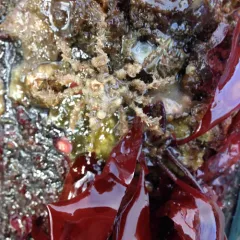 Graceful Decorator Crab thumbnail 2