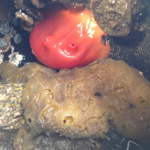 Shiny Red Sea Squirt