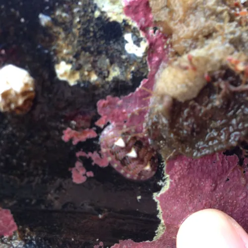 Lined Chiton