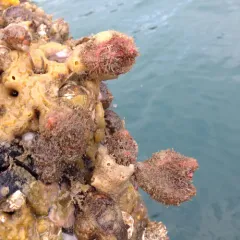 Bristly Tunicate thumbnail 2