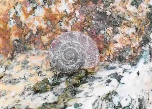 Grand Coulee Mountainsnail