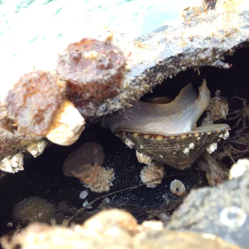 Rough Keyhole Limpet