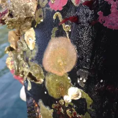 lacy crust bryozoan thumbnail 2