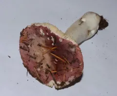 Russula obscurozelleri thumbnail 4