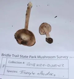 Inocybe albodisca thumbnail 1