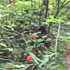 Red Huckleberry thumbnail 1
