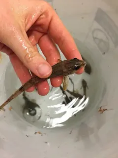 Bigeye Poacher thumbnail 2