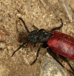 Blood-winged Blister Beetle thumbnail 3
