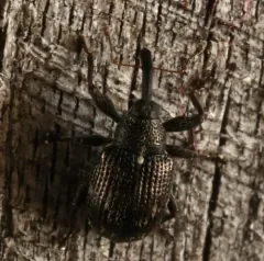 Anthonomus corvulus thumbnail 2
