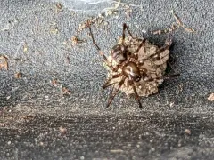 Pimoa haden thumbnail 3
