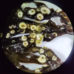 Coil Worm thumbnail 1