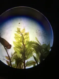 Olivegreen Calcareous Moss thumbnail 4