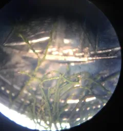 Anomodon tristis thumbnail 1