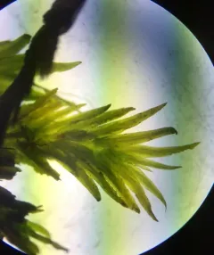 Large-leaved Pocket Moss thumbnail 3