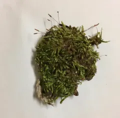 Flattened Entodon Moss thumbnail 3