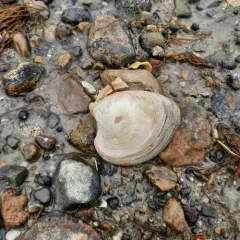 Northern Quahog thumbnail 4