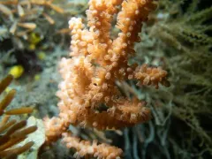 Calcigorgia spiculifera thumbnail 2
