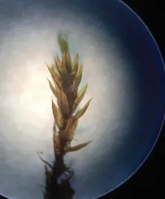 Long-leaved Thread Moss thumbnail 2