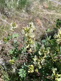 Whited's Milkvetch thumbnail 4