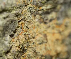 Chaenotheca ferruginea thumbnail 4