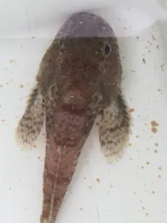 Spinyhead Sculpin thumbnail 3