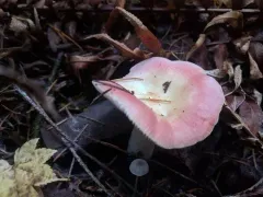 emetic russula thumbnail 4