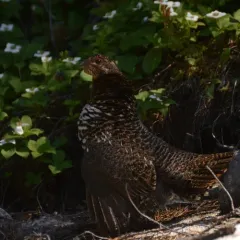 Spruce grouse