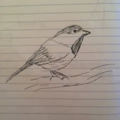 Black-capped Chickadee thumbnail 3