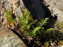 Alaska parsley fern thumbnail 2