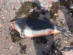 Hooded Seal thumbnail 4