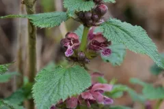 Balm-leaved Archangel thumbnail 2