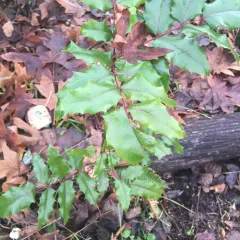 Oregon grape thumbnail 1