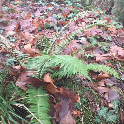 western sword fern