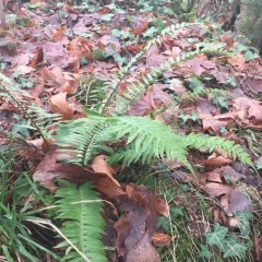 western sword fern thumbnail 1