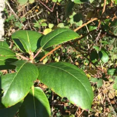 Pacific madrone thumbnail 2