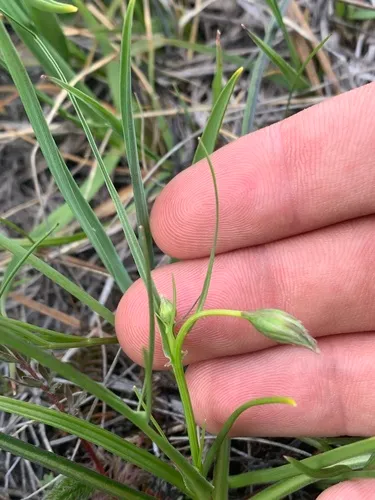 Howell's Microseris