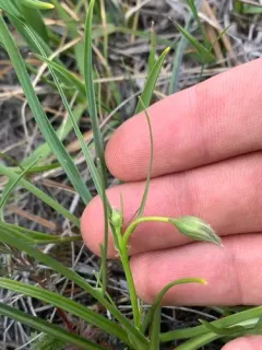 Howell's Microseris thumbnail 1