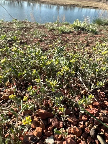 Alyssum turkestanicum
