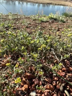 Alyssum turkestanicum thumbnail 1
