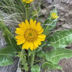Carey's balsamroot thumbnail 4