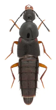 Casey's Rove Beetle thumbnail 2