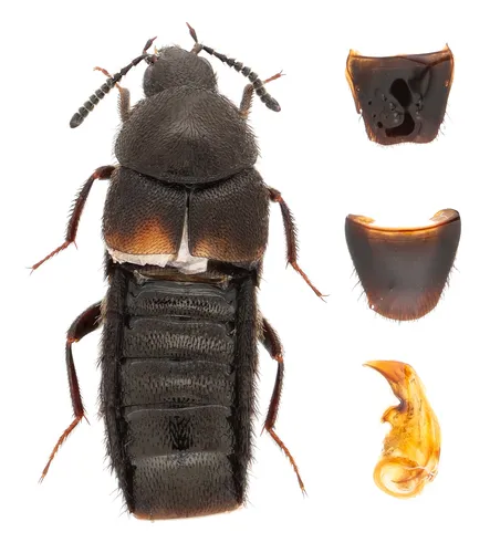Aleochara tristis